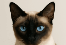 Характер сиамской кошки: особенности поведения, темперамент и советы владельцам