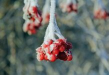 Калина с сахаром на зиму