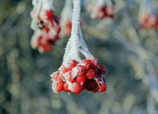 Калина с сахаром на зиму