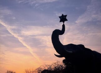 Слон как символ: олицетворение мудрости и силы