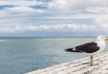 Чайка как символ: значение и интерпретации