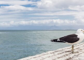Чайка как символ: значение и интерпретации