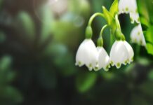 Ландыши во сне: толкование и значение