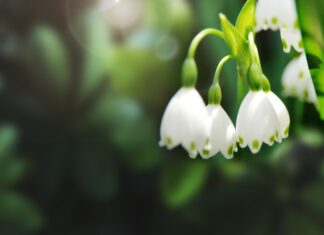 Ландыши во сне: толкование и значение