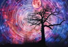 Рак и Дерево по Гороскопу