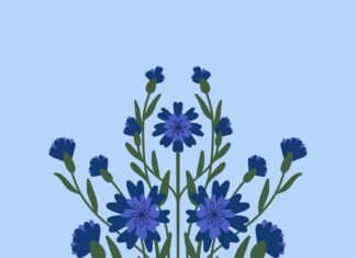 Василек: значение на языке цветов