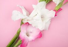 Язык цветов: розовая лилия