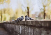 Голуби на свадьбе: традиция или дань моде