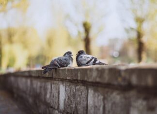 Голуби на свадьбе: традиция или дань моде