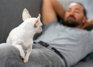 Сны об умирающих кошках: толкование и значение