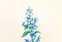 Дельфиниум: значение в языке цветов