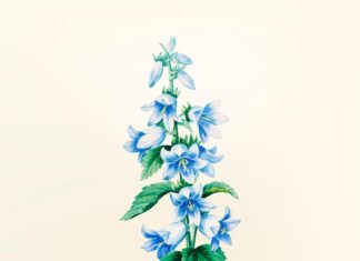 Дельфиниум: значение в языке цветов