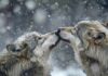 Сонник: Волки во сне для мужчин