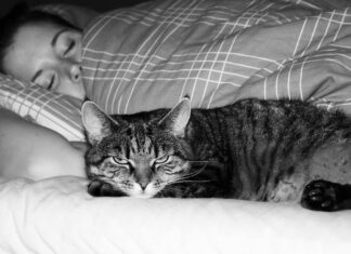 Коты во сне: что они значат для мужчин